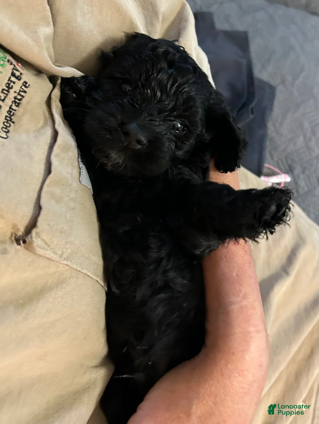 Cockapoo dogs for sale: Johnny - Ad 2