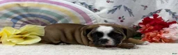 English Bulldog dogs for sale: Lacey - Ad 5