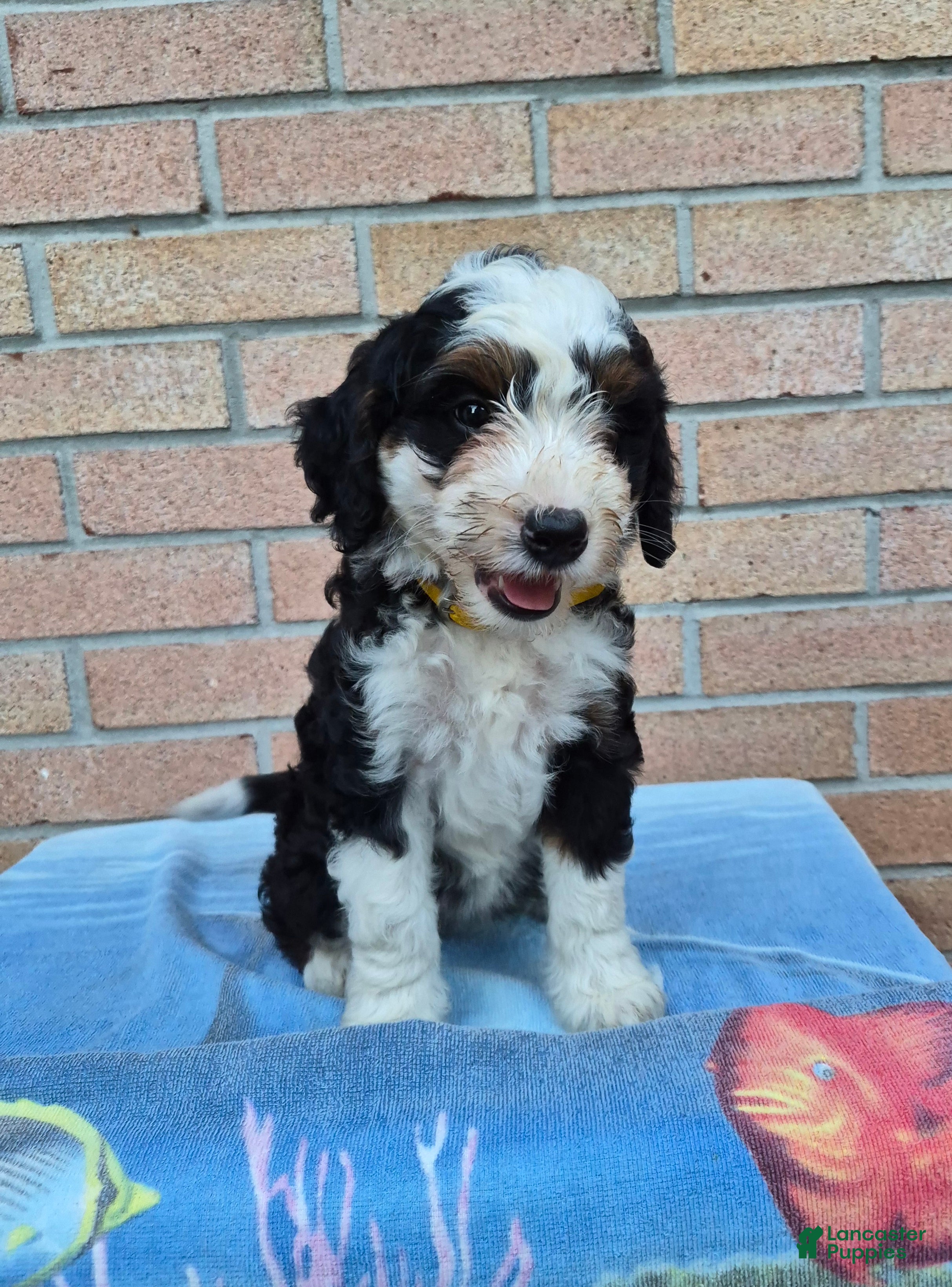 Mini Bernedoodle dogs Cocoa - Ad 1