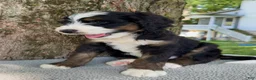 Bernedoodle dogs for sale: Sammy - Ad 5