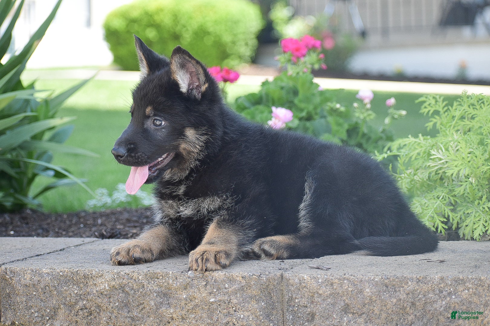 German Shepherd dogs Cooper - Ad 2