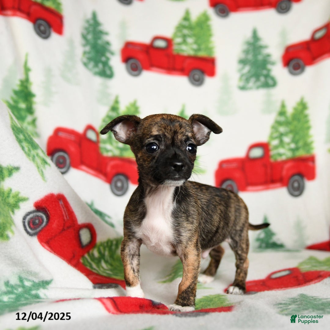 Chihuahua dogs for sale: Brandy - Ad 2