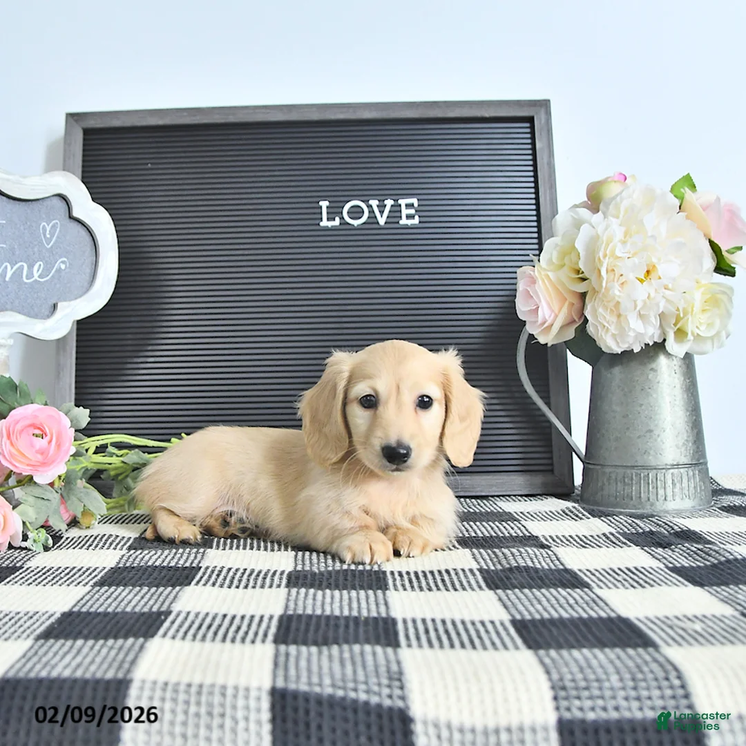 Miniature Dachshund dogs for sale: Remi  - Ad 3