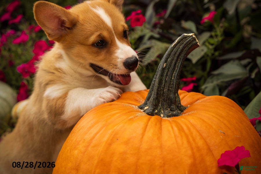 Welsh Corgi Pembroke dogs Lil Pumkin - Ad 2