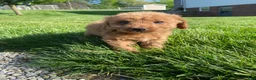 Cavapoo dogs for sale: Lucy - Ad 7