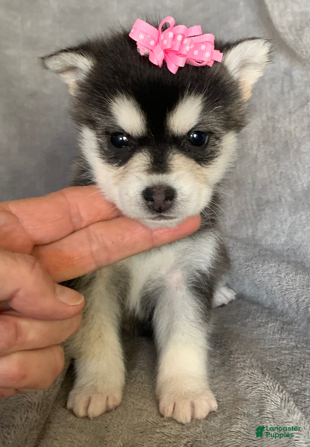 Alaskan Klee Kai dogs for sale: Gorgeous Toy Husky~Sweet POLLY~!!! - Ad 9