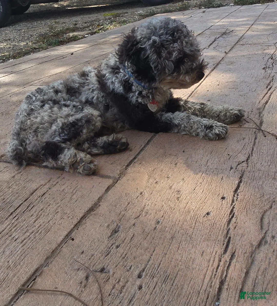 Cavapoo dogs for sale: Rosy - Ad 11