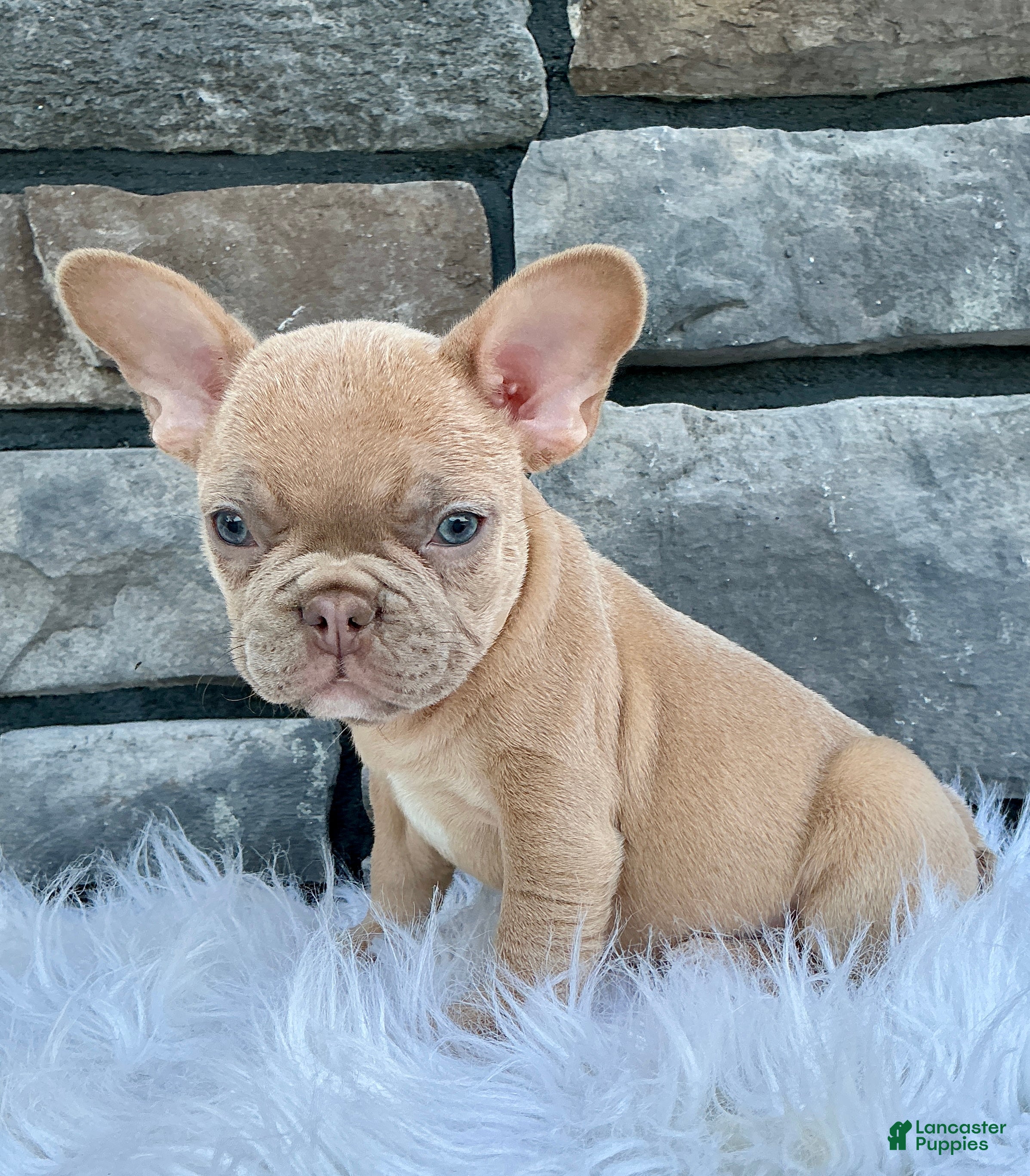 French Bulldog dogs Duke - Ad 2