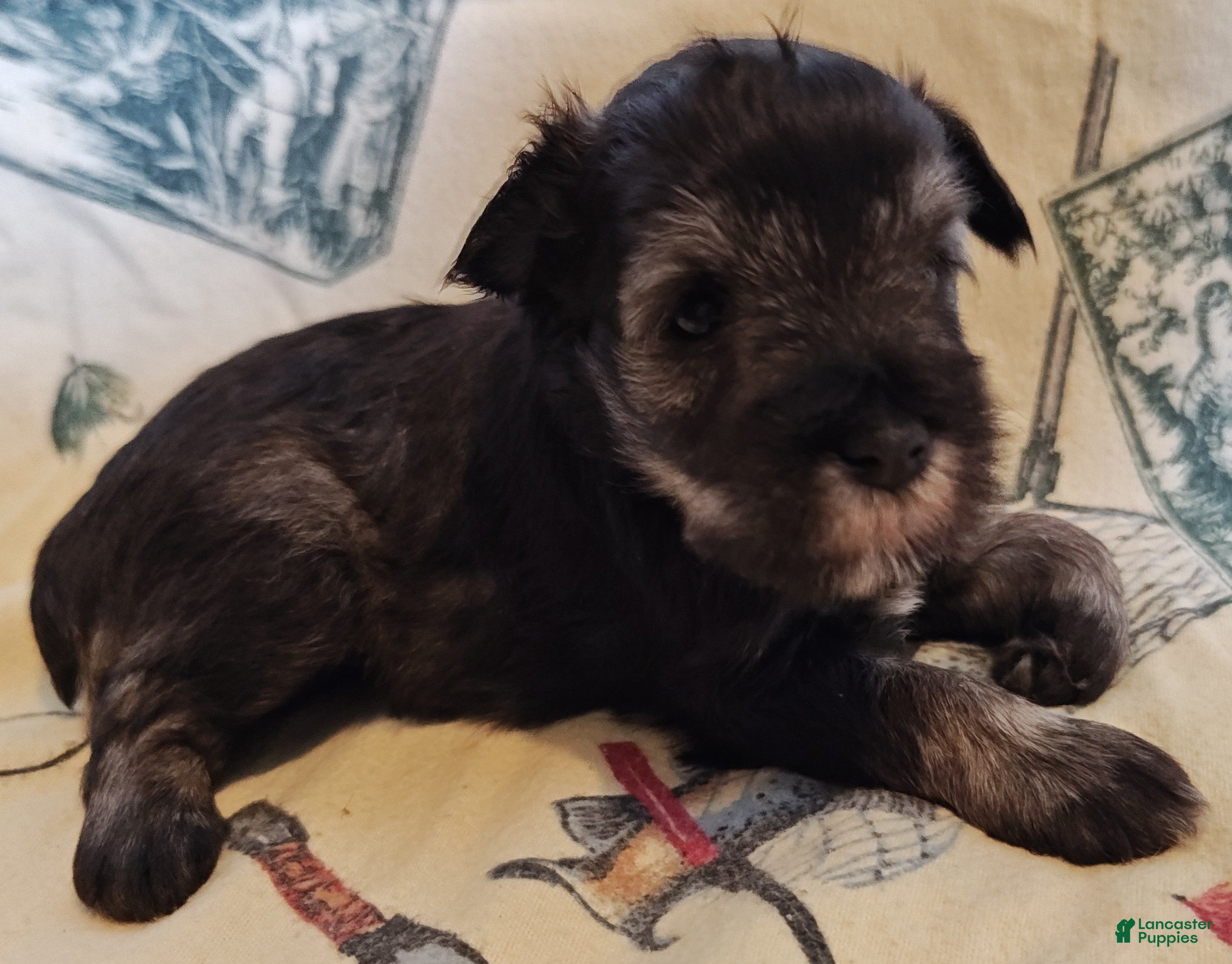 Miniature Schnauzer dogs Girl 3 - Ad 38