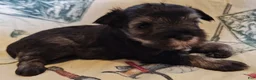 Miniature Schnauzer dogs for sale: Girl 3 - Ad 7
