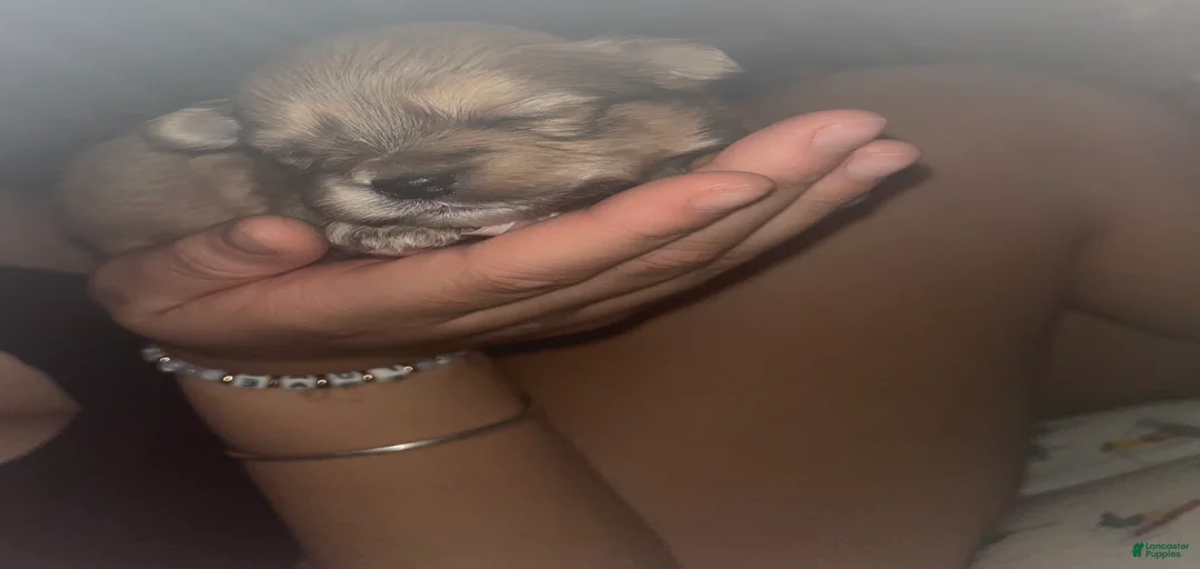 Gallery Image {{count}}