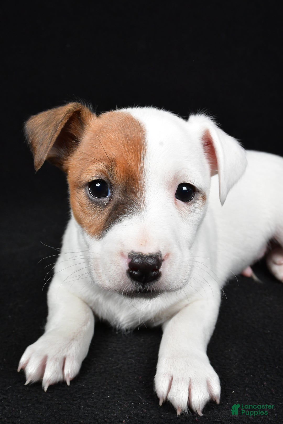 Jack Russell Terrier dogs for sale: Rover - Ad 7