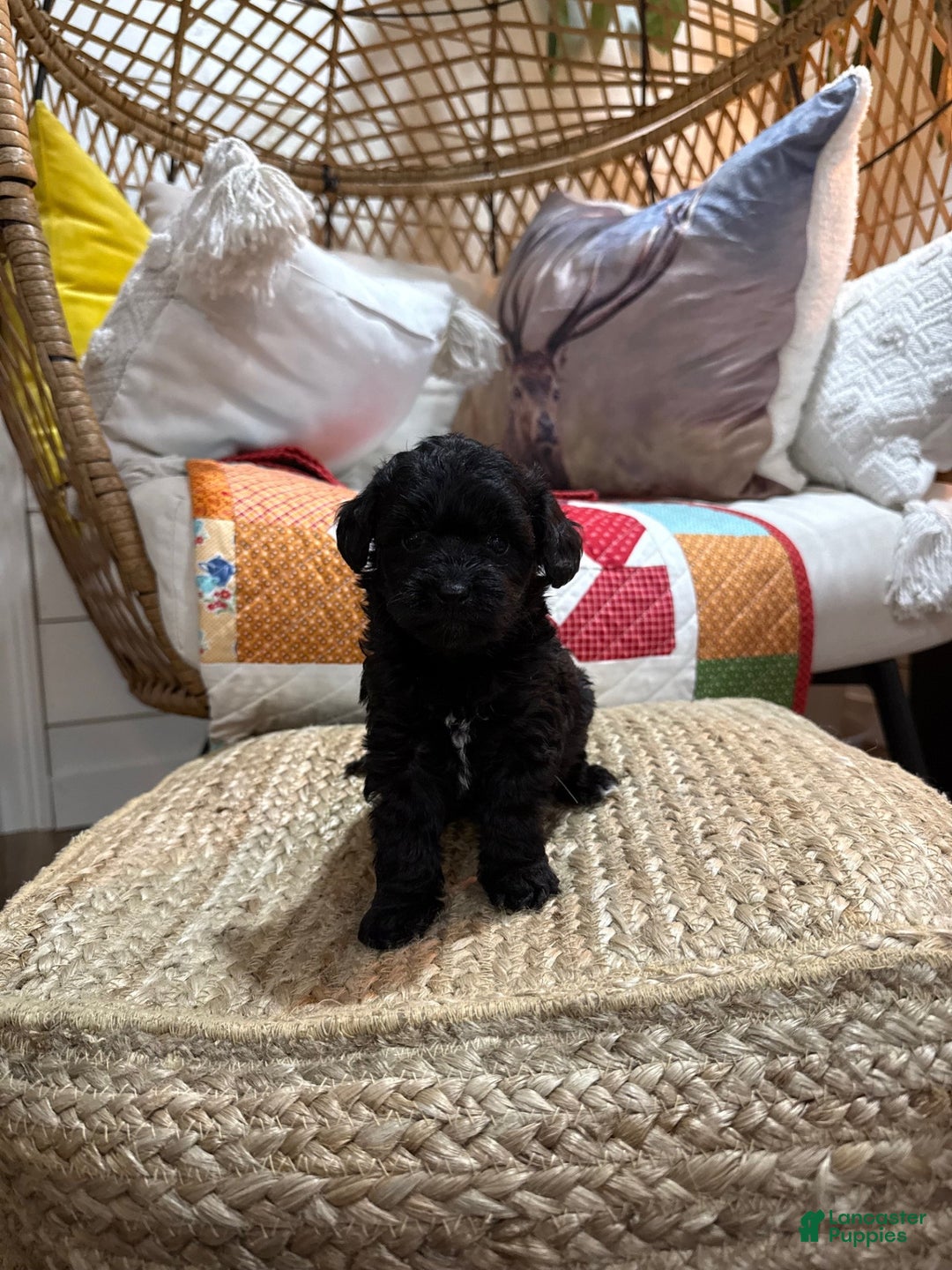 Mini Aussiedoodle dogs for sale: Molly - Ad 4