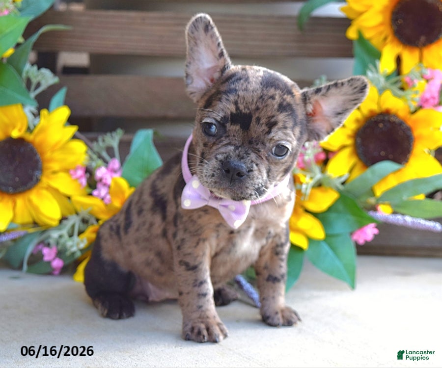 Frug dogs Jill - Ad 2