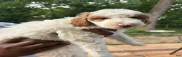 Goldendoodle dogs for sale: Goldendoodle Puppy 3 - Black - Female - Ad 4