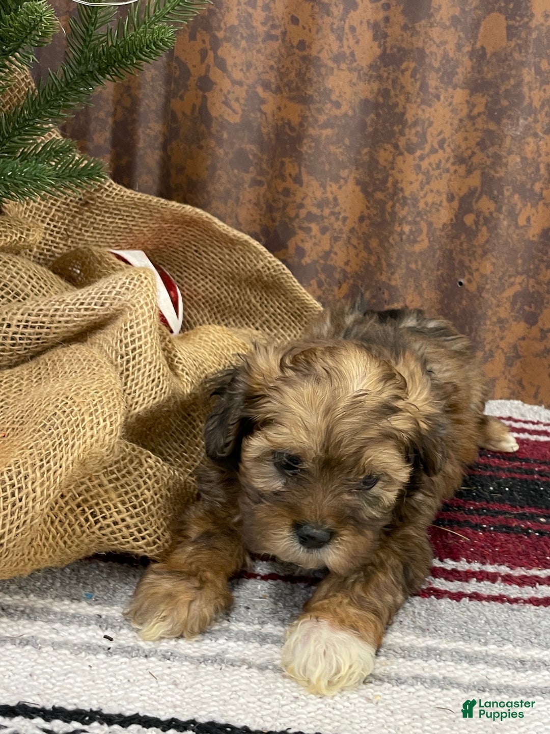 Shihpoo dogs for sale: Chloe - Ad 9