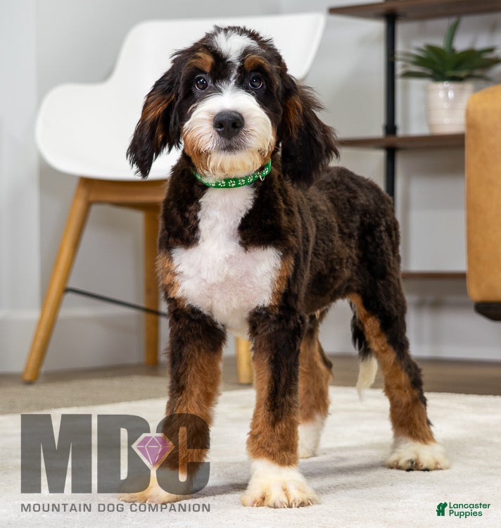 Mini Bernedoodle dogs for sale: Harley - Ad 1