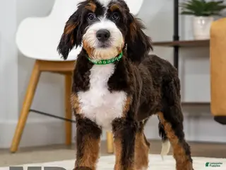 Mini Bernedoodle dogs for sale: Harley - Ad 1