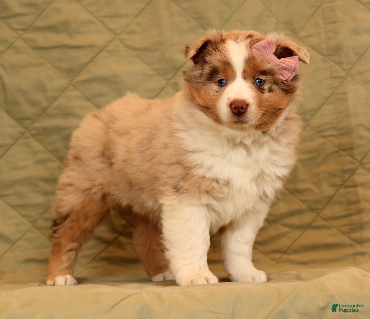 Miniature Australian Shepherd dogs Chloe - Ad 2