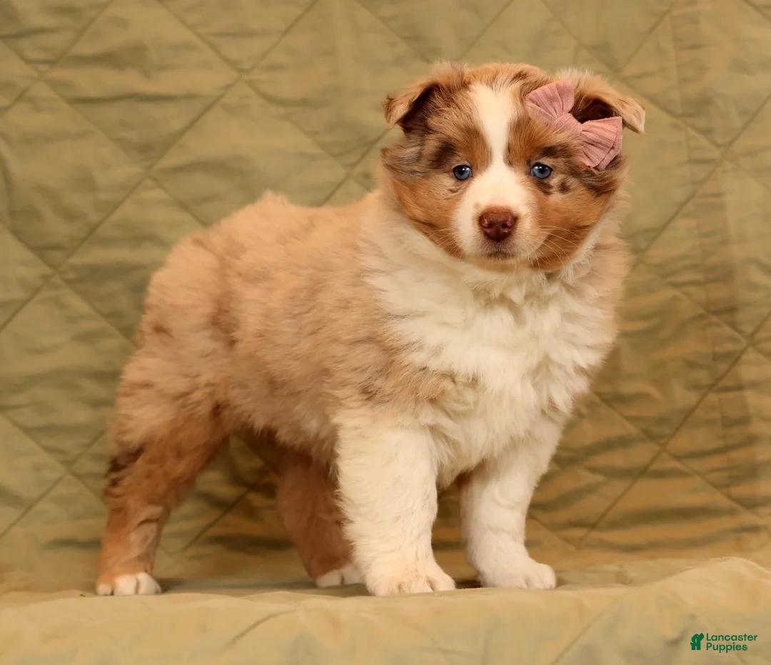 Miniature Australian Shepherd dogs for sale: Chloe - Ad 2