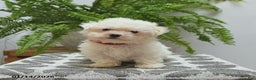 Bichon Frise dogs for sale: Skipper - Ad 3