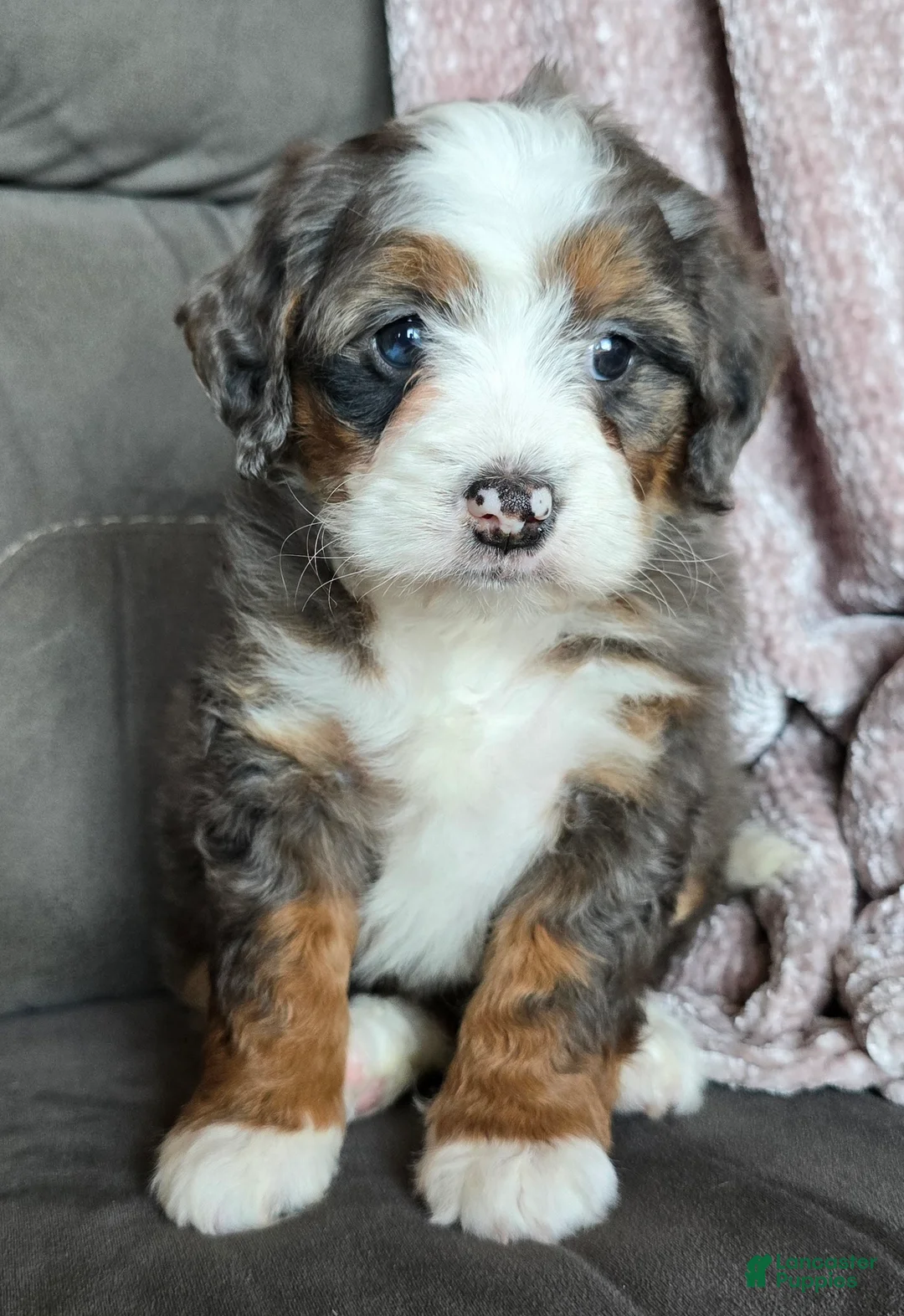 Mini Bernedoodle dogs for sale: Mini Izzy - Ad 11