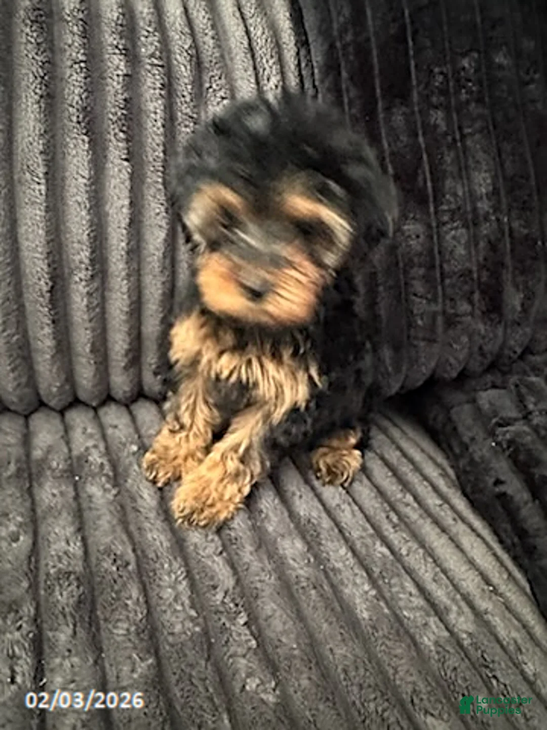 Yorkiepoo dogs for sale: Bailey - Ad 5
