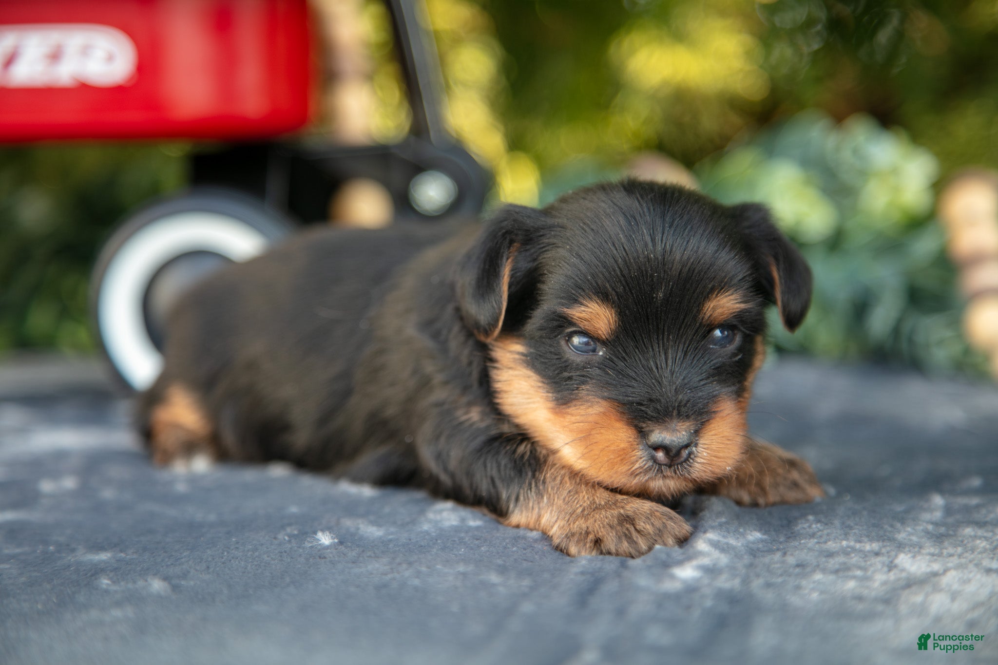 Yorkshire Terrier dogs Titus - Ad 16