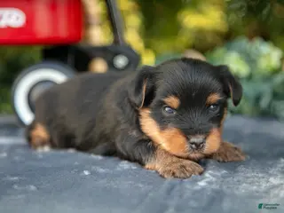 Yorkshire Terrier dogs Titus - Ad 10