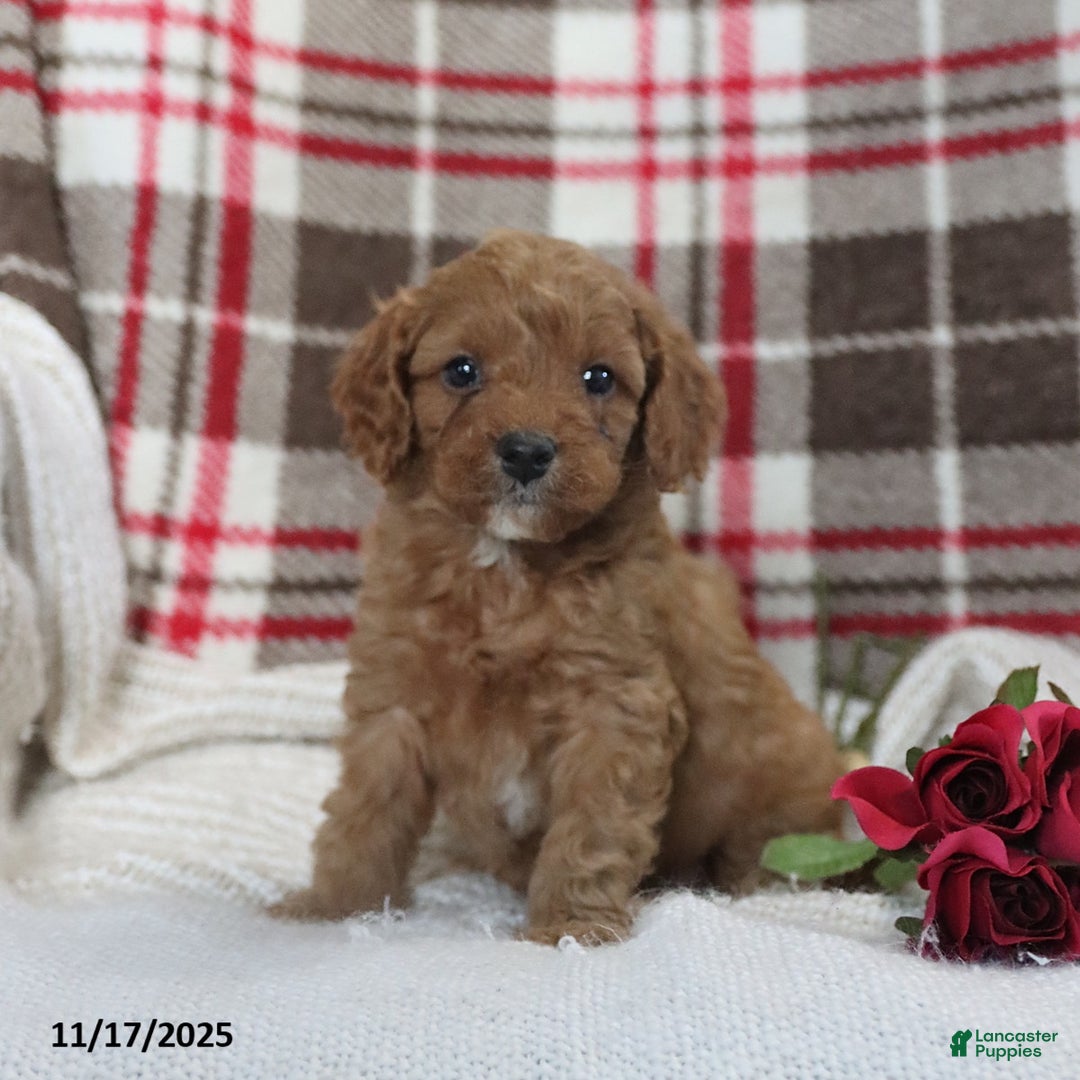Cavapoo dogs for sale: Kyler - Ad 1