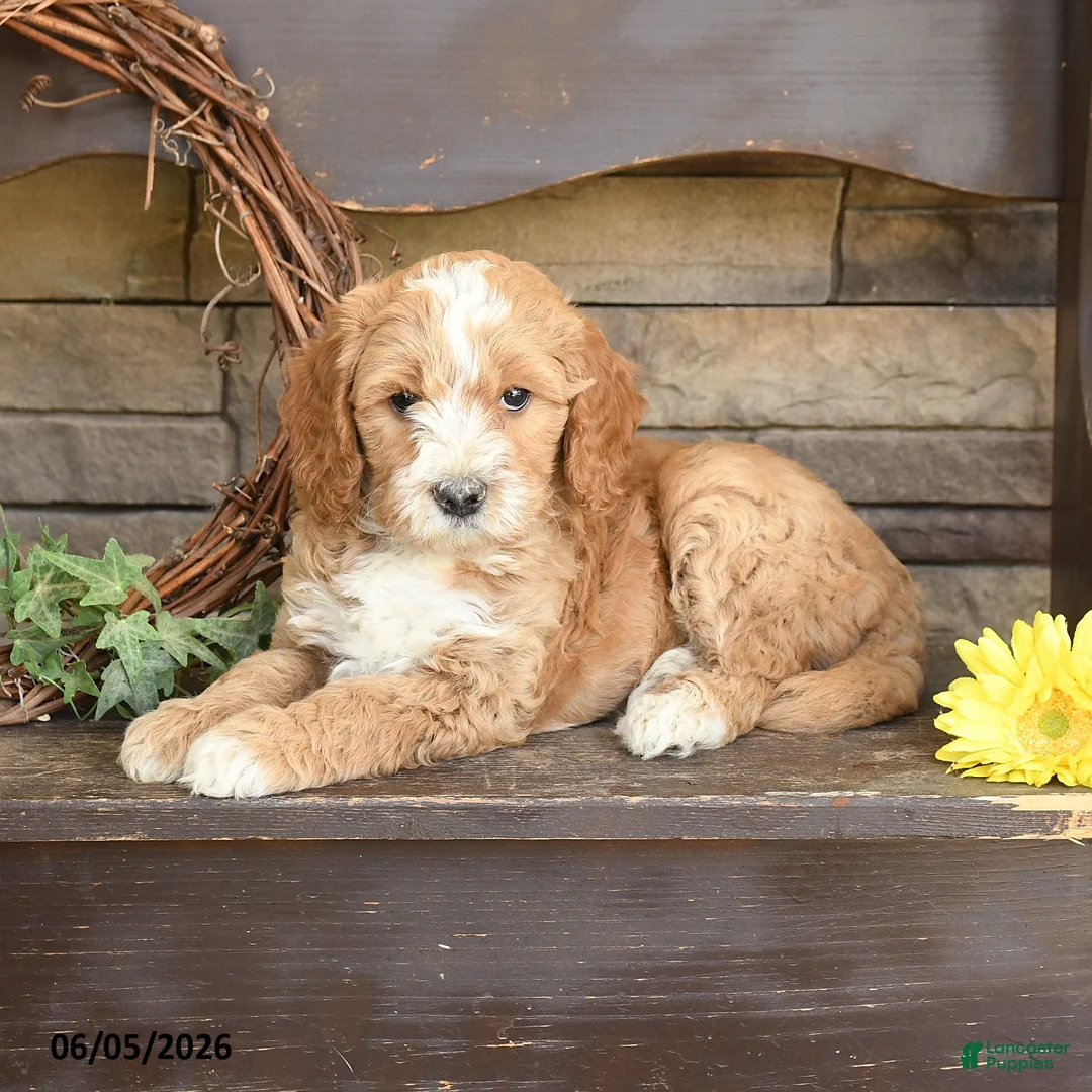 Mini Goldendoodle dogs for sale: Mason - Ad 3