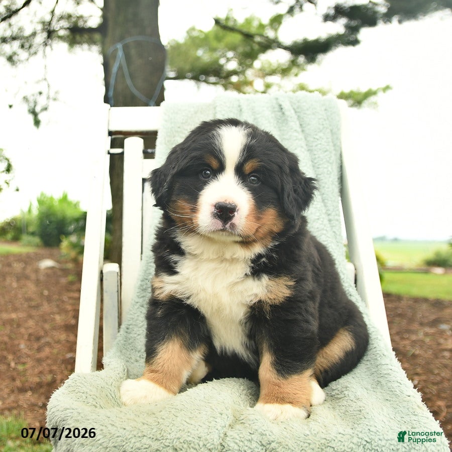 Mixed Breed dogs Rusty  - Ad 1