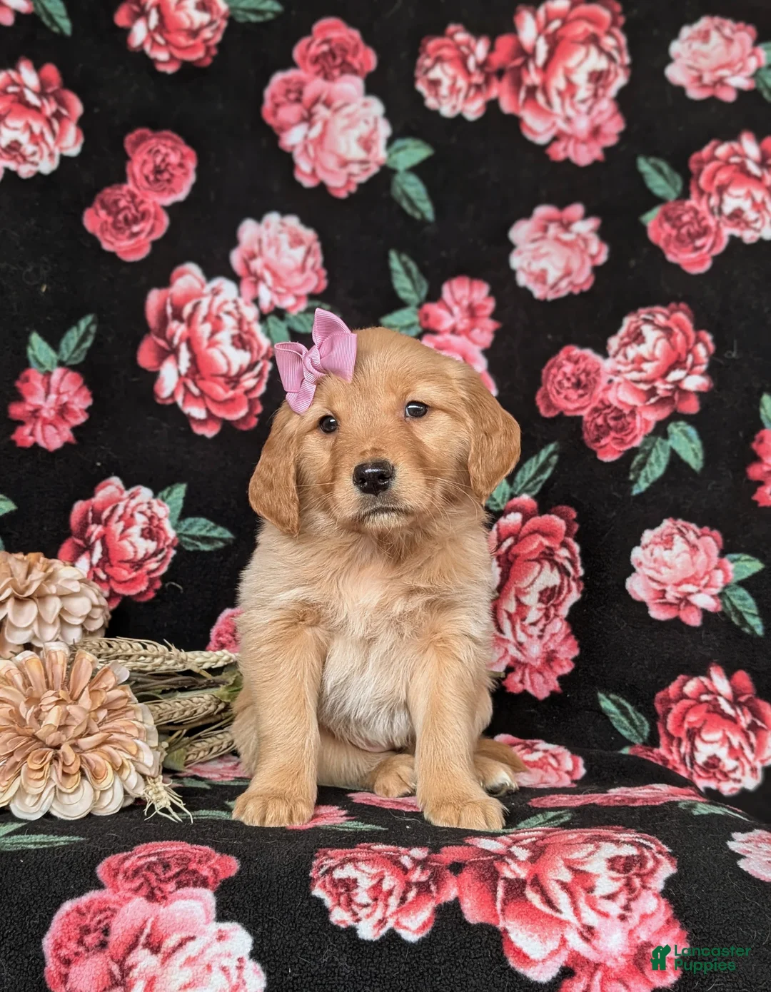 Golden Retriever dogs for sale: Jada - Ad 1