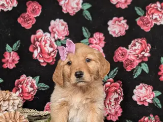 Golden Retriever dogs for sale: Jada - Ad 2
