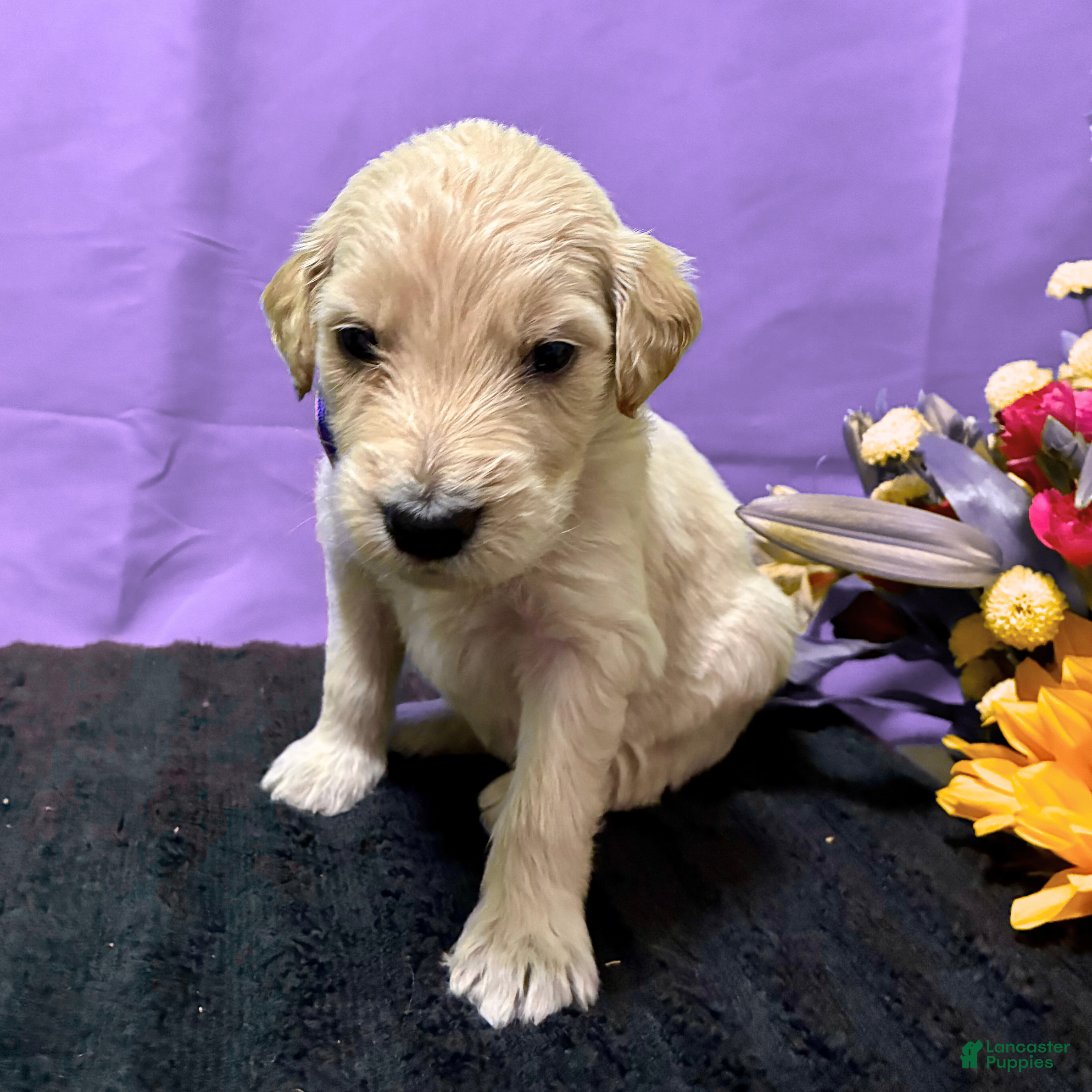 Goldendoodle dogs Pademe Amidala - Ad 1