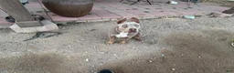 American Bully dogs for sale: Puppy 1 - Ad 2