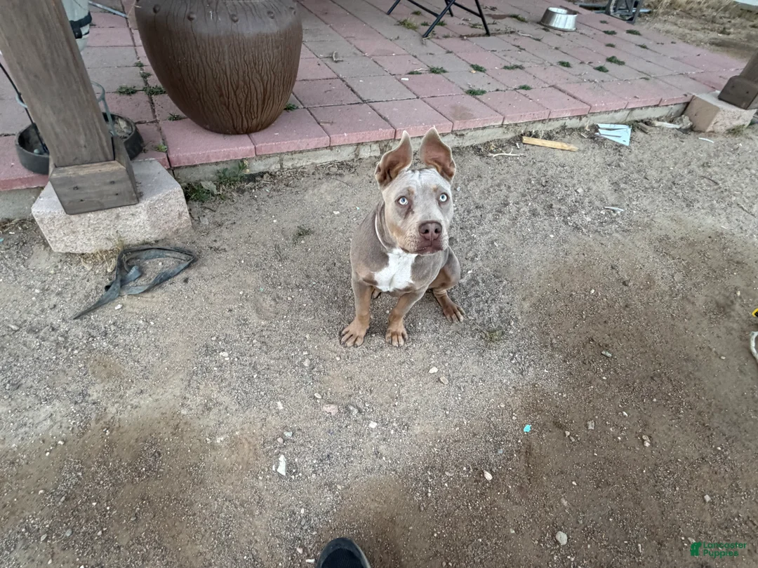 American Bully dogs for sale: Puppy 1 - Ad 2