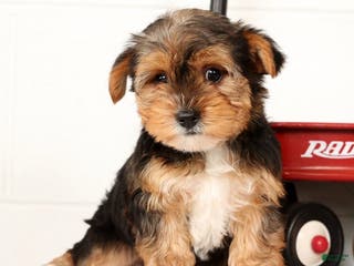 Yorkshire Terrier dogs Kato - Ad 6