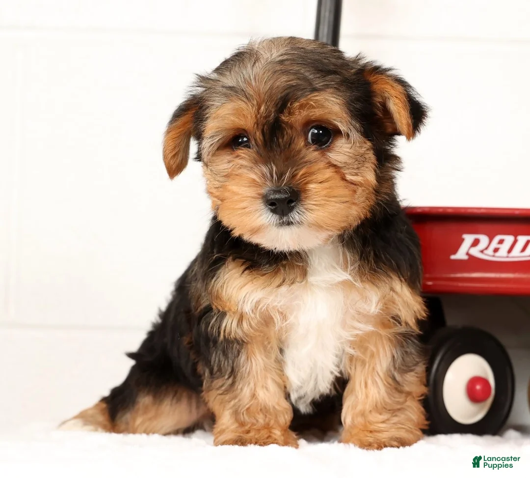 Yorkshire Terrier dogs for sale: Kato - Ad 10
