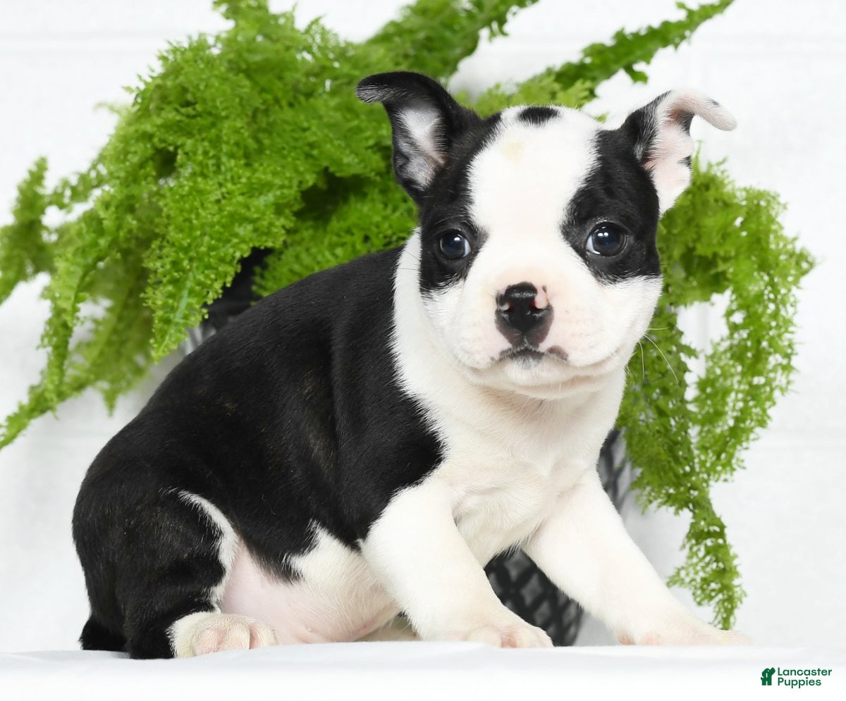 Boston Terrier dogs Jeremy - Ad 37