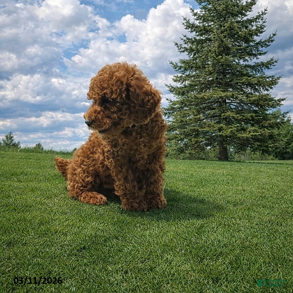 Miniature Poodle dogs Cody - Ad 2