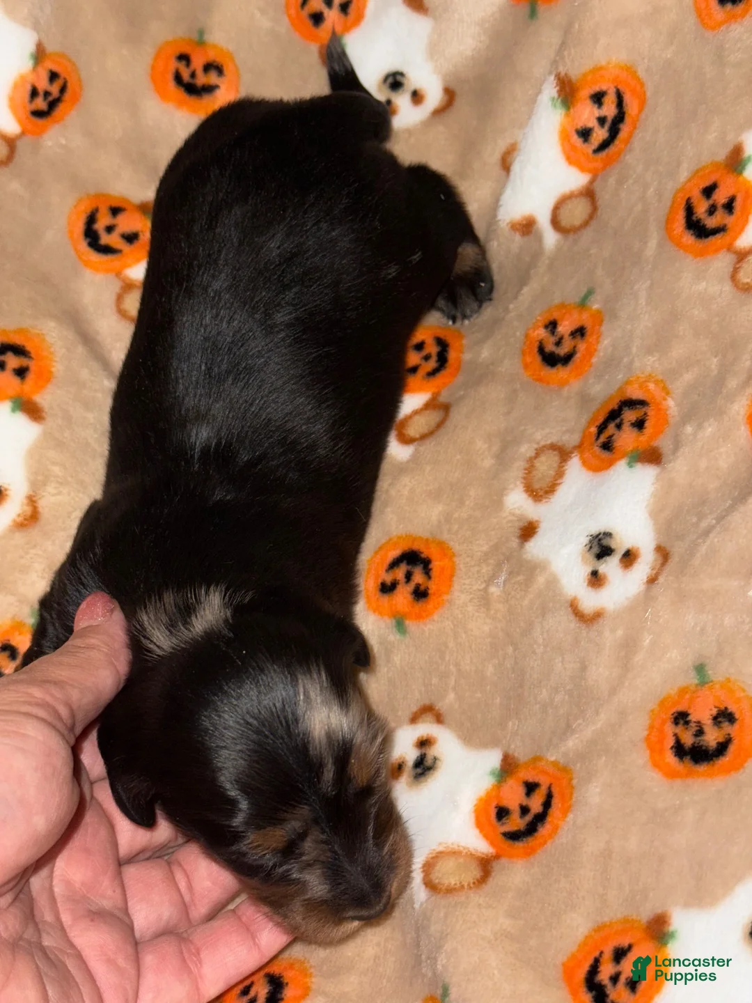 Miniature Dachshund dogs for sale: Longhair female , beauty spot on head !  - Ad 2
