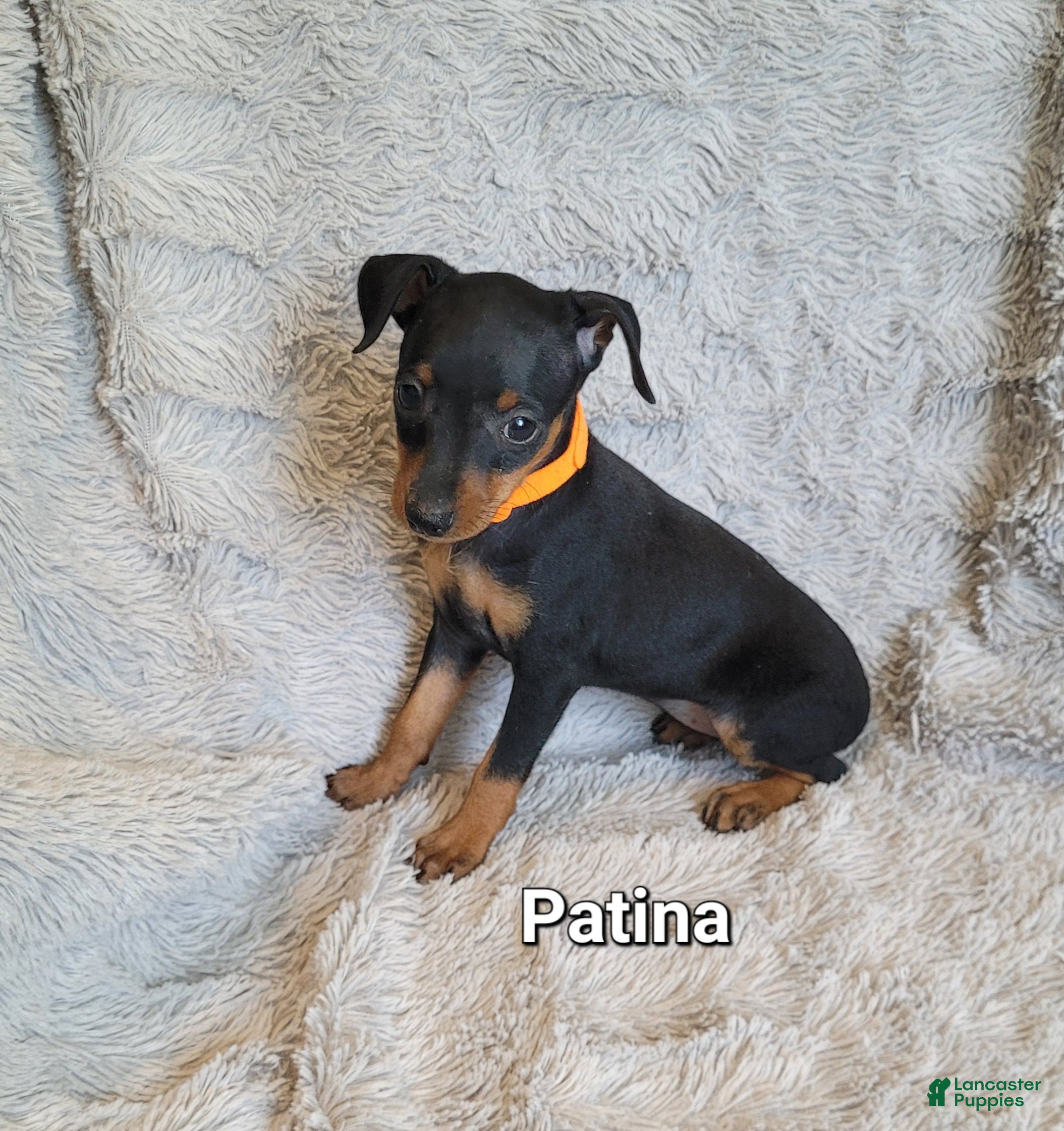 Miniature Pinscher dogs Patina  - Ad 42
