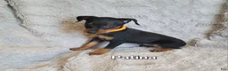 Miniature Pinscher dogs for sale: Patina  - Ad 1