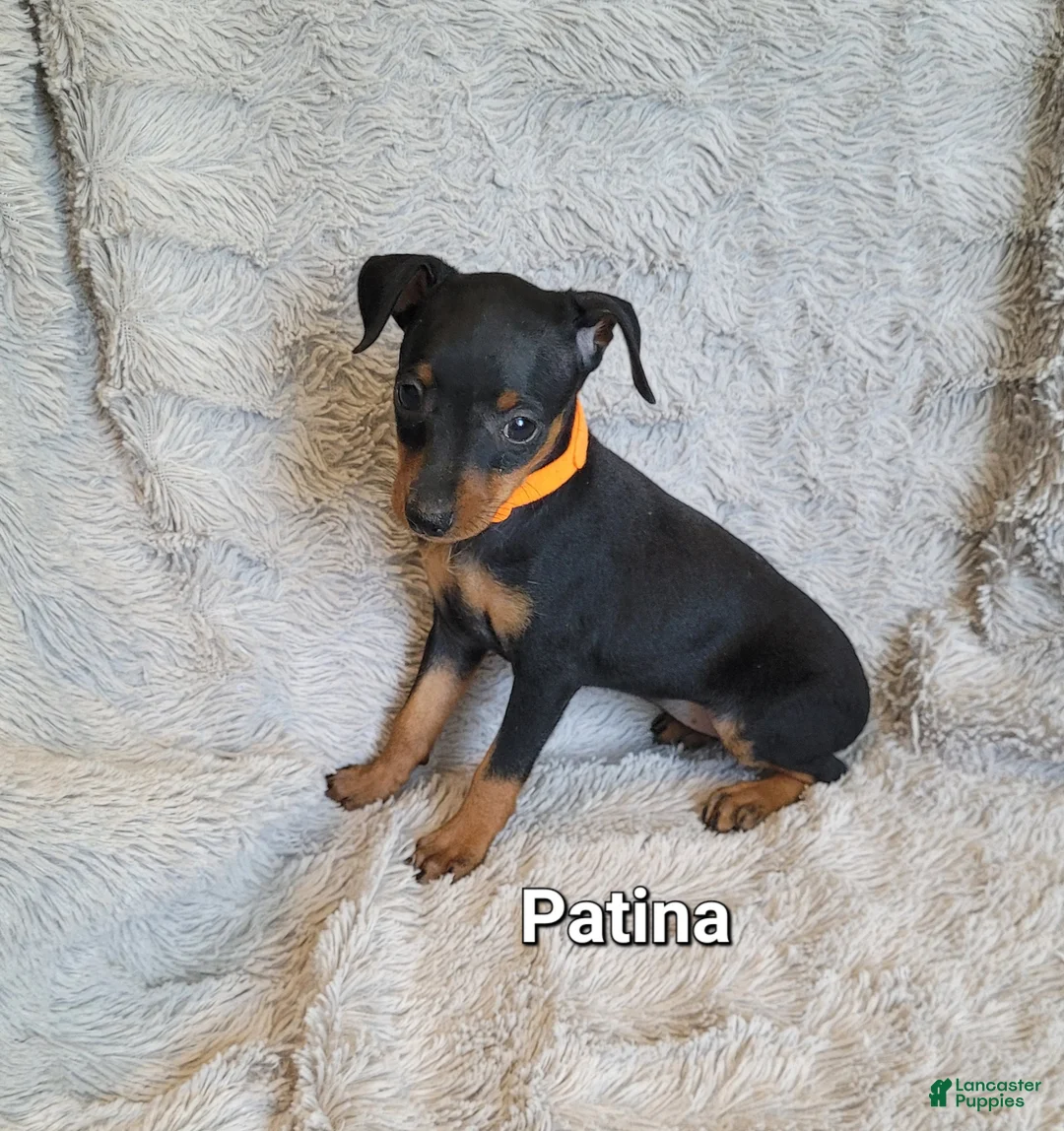 Miniature Pinscher dogs for sale: Patina  - Ad 1
