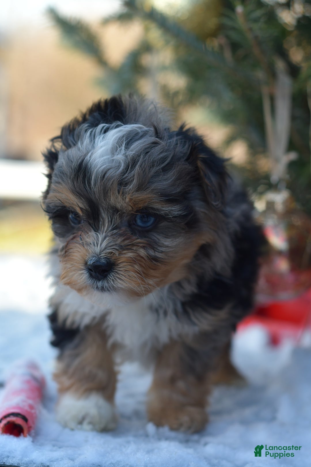 Mini Aussiedoodle dogs for sale: Jackson - Ad 23
