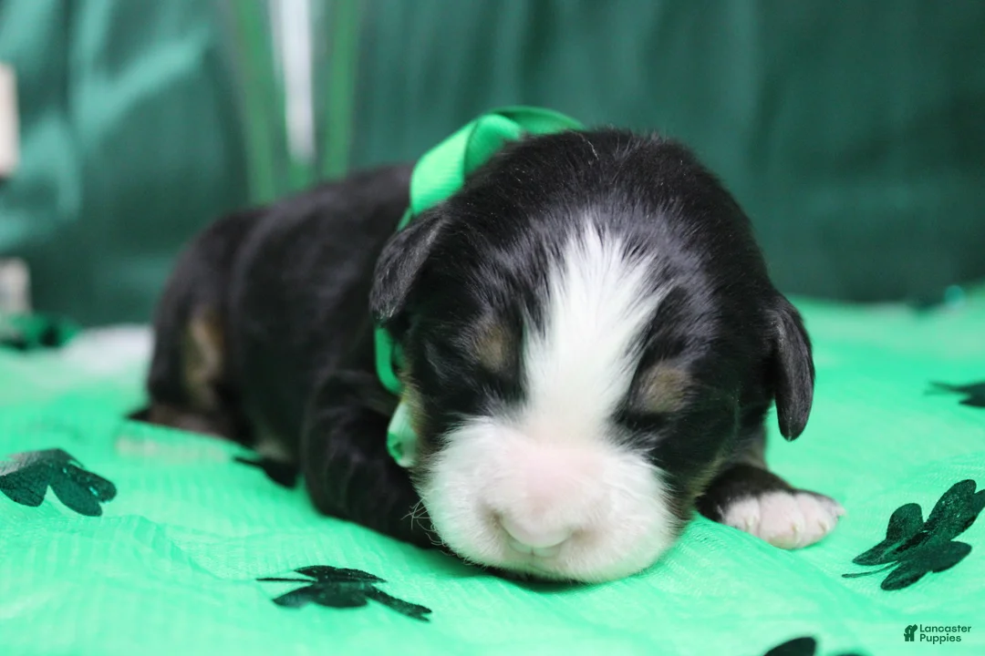 Bernese Mountain Dog dogs for sale: Riley  - Ad 2