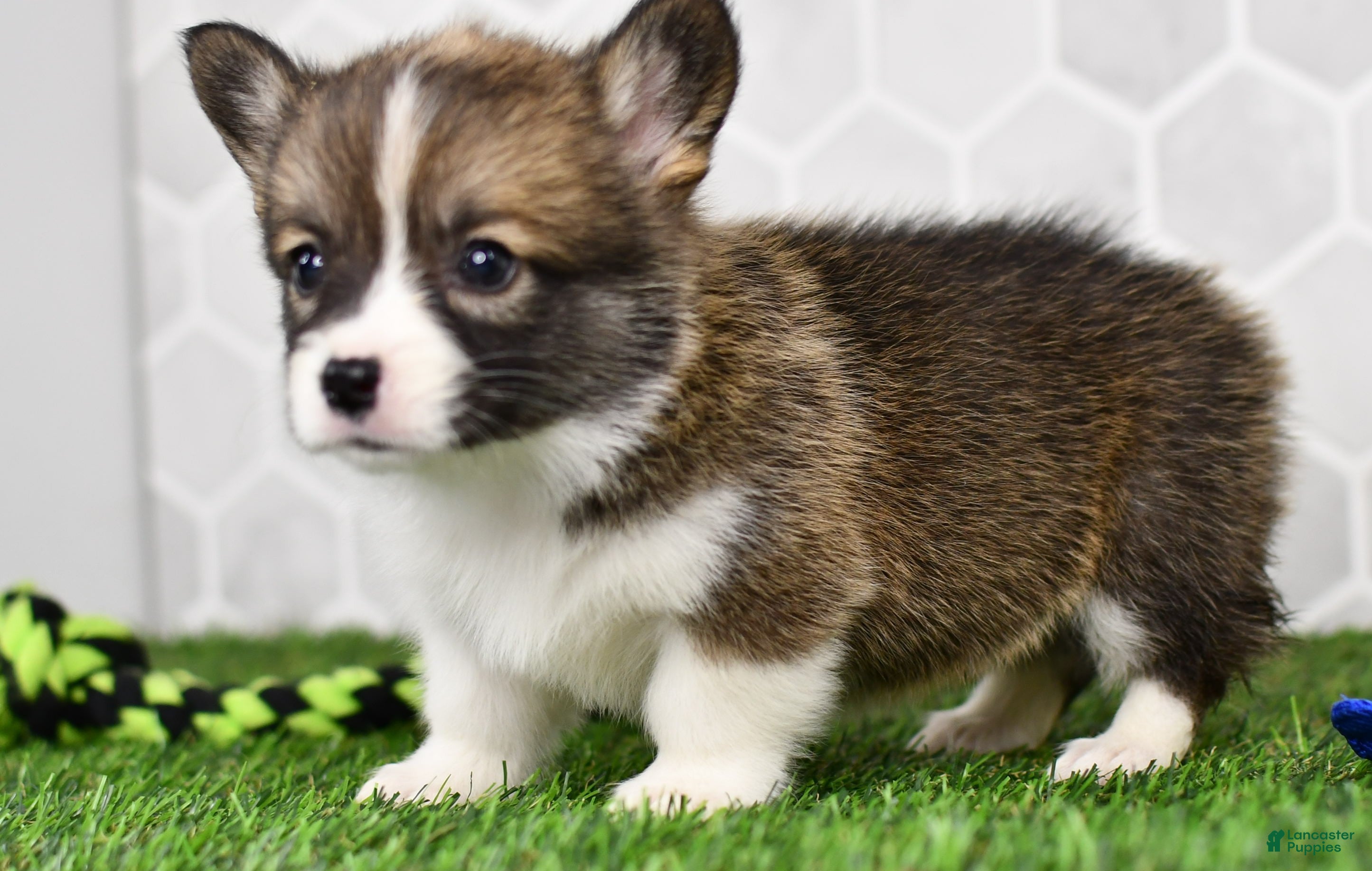 Welsh Corgi Pembroke dogs Queen - Ad 1