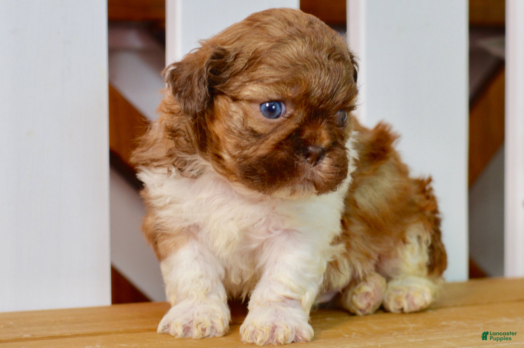 Shih Tzu dogs Brett - Ad 1