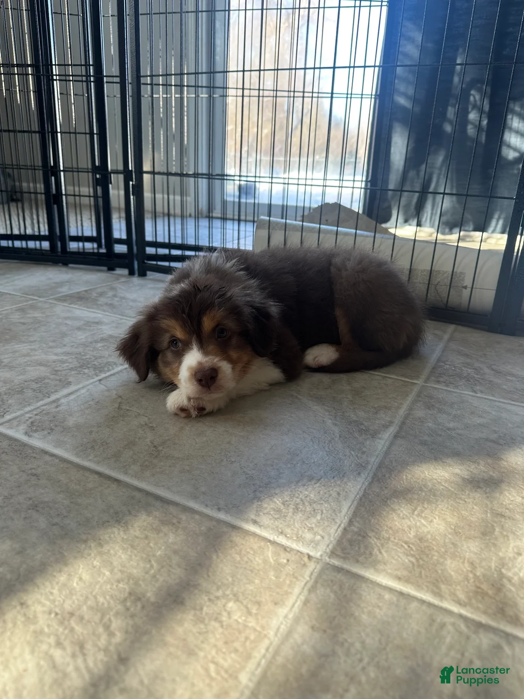 Australian Shepherd dogs for sale: Willow Bacon - Ad 3